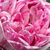 Roz - violet - Trandafir bourbon - Honorine de Brabant